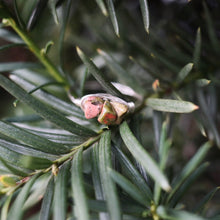 Load image into Gallery viewer, Tis The Season Crystal Cluster Ring